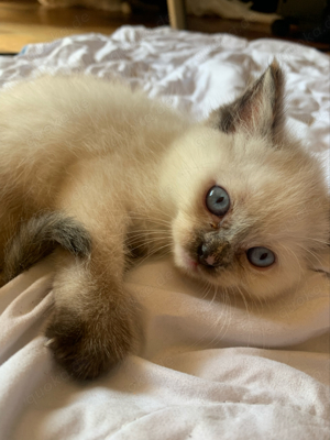 Wundervolle Baby Ragdoll's