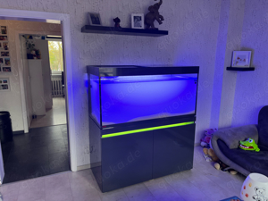 Meerwasseraquarium 440 liter Weißglas