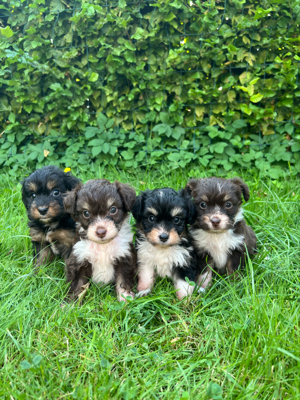 Toy Mini Aussiedoodle   Doodle   Zwergpudel   Australian Shepherd