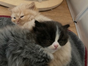 Katzenbabys Maine Coon-Perser Kitten Kater