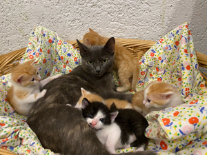 Katzenbaby zum Reservieren weibchen (rot weiss)