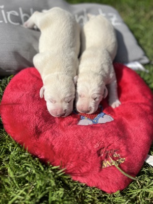 Süße Labrador Welpen 