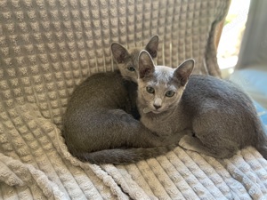 Russisch Blau  Kitten mit Stammbaum - aus Sachsen