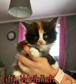 Maine Coon Kitten Weiblich 