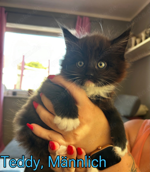 Main Coon Kitten Männlich 