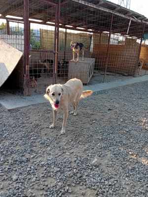 Ich bin Moyo - willst DU mich adoptieren? Bild 7