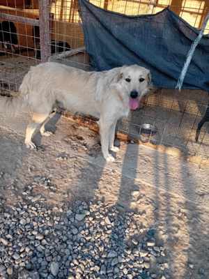 Ich bin Moyo - willst DU mich adoptieren? Bild 3