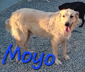 Ich bin Moyo - willst DU mich adoptieren? Bild 2