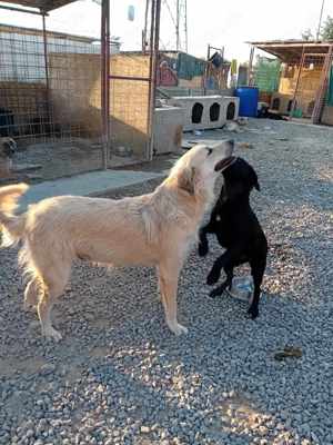 Ich bin Moyo - willst DU mich adoptieren? Bild 8