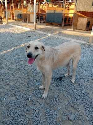 Ich bin Moyo - willst DU mich adoptieren? Bild 5