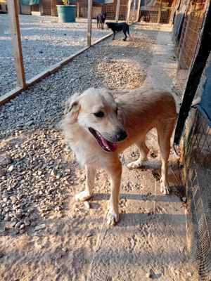 Ich bin Moyo - willst DU mich adoptieren? Bild 6