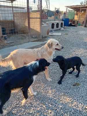 Ich bin Moyo - willst DU mich adoptieren? Bild 10