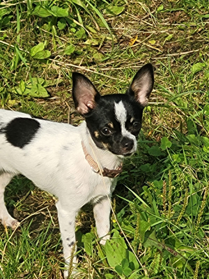 süsser chihuahua welpe sucht ein zuhause 