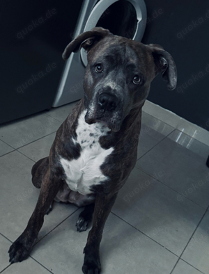 cane corso hündin 