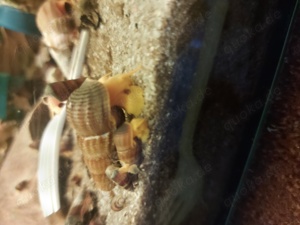Tylomelania sp Orange und Yellow Aquariumschnecke Turmdeckelschnecke