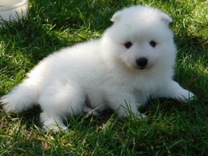 Japanese Spitz (Nihon Supittsu) with PP - puppies for sale