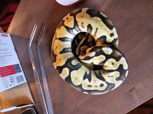 python regius   Königspython 1.0 Superpastel