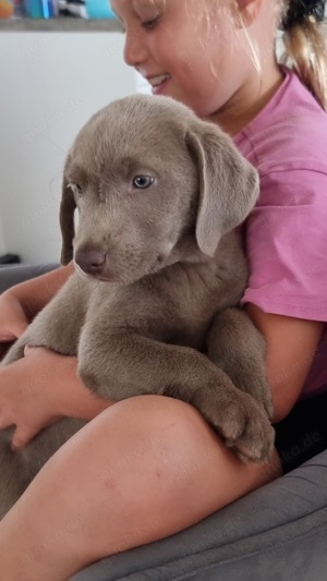 Reinrassige Labrador Welpen Silber 