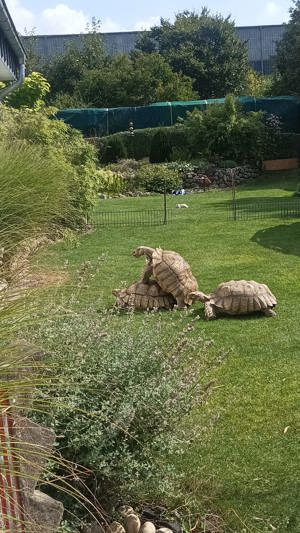 Spornschildkröte Männchen 