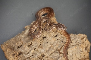 Morelia spilota ssp. tripple 50% possible het Axanthic Granite Albino 