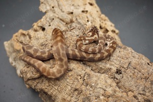 Morelia spilota ssp. Weibchen tripple 50% possible het Axanthic Granite Albino 