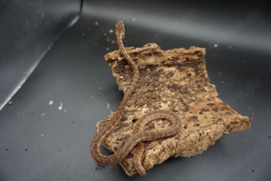 Morelia spilota ssp. Caramel Weibchen tripple 50% possible het Axanthic Granite Albino 