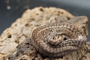 Morelia spilota ssp. Zebra Weibchen tripple 50% possible het Axanthic Granite Albino 