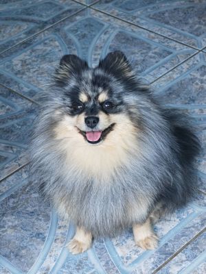 Zwergspitz Pomeranian Deckrüde 