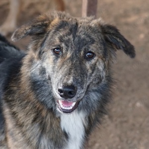 Urius, geb. ca. 06 2022, in GRIECHENLAND, auf Gelände, auf dem die Hunde notdürftig versorgt werden