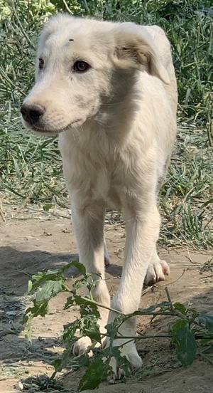 Hoss, geb. ca. 04 2022, lebt in GRIECHENLAND, im städt. Tierheim Serres Bild 10