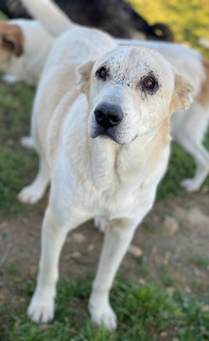 Pippo, geb. ca. 12 2020, in GRIECHENLAND, auf Gelände, auf dem die Hunde notdürftig versorgt werden Bild 9