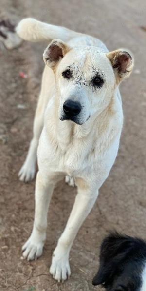 Pippo, geb. ca. 12 2020, in GRIECHENLAND, auf Gelände, auf dem die Hunde notdürftig versorgt werden Bild 8