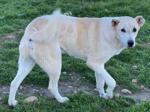 Pippo, geb. ca. 12 2020, in GRIECHENLAND, auf Gelände, auf dem die Hunde notdürftig versorgt werden Bild 10
