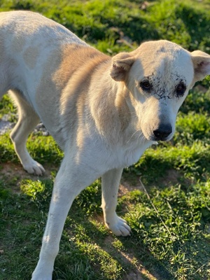 Pippo, geb. ca. 12 2020, in GRIECHENLAND, auf Gelände, auf dem die Hunde notdürftig versorgt werden Bild 4
