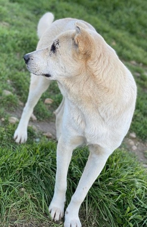 Pippo, geb. ca. 12 2020, in GRIECHENLAND, auf Gelände, auf dem die Hunde notdürftig versorgt werden Bild 5