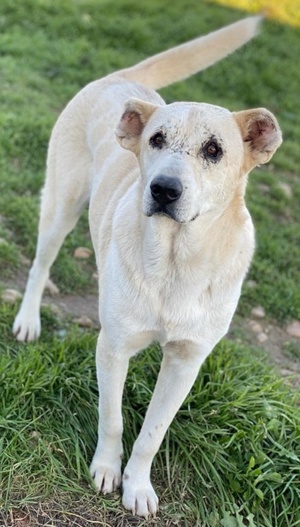Pippo, geb. ca. 12 2020, in GRIECHENLAND, auf Gelände, auf dem die Hunde notdürftig versorgt werden Bild 2