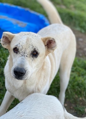 Pippo, geb. ca. 12 2020, in GRIECHENLAND, auf Gelände, auf dem die Hunde notdürftig versorgt werden Bild 6