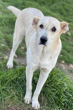 Pippo, geb. ca. 12 2020, in GRIECHENLAND, auf Gelände, auf dem die Hunde notdürftig versorgt werden Bild 7