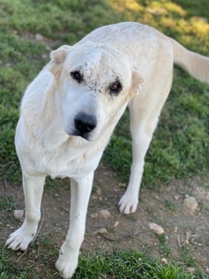 Pippo, geb. ca. 12 2020, in GRIECHENLAND, auf Gelände, auf dem die Hunde notdürftig versorgt werden Bild 3