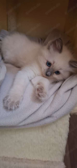 6 Ragdoll Kitten Geboren am 09.07.2024