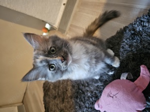 Abgabebereit Noch 1 Maine coon Heilige Birma mix Kitten