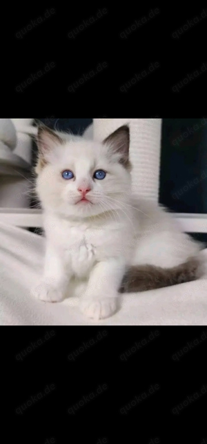 Ragdoll-Kitten