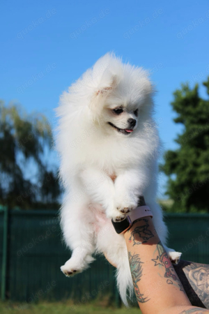 Super lieber sehr kleiner Pomeranian rüde 