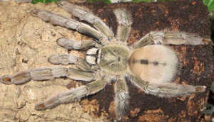 Vogelspinne 0.1 Psalmopoeus cambridgei mit 30x30x40 cm Terrarium-nur Abholung