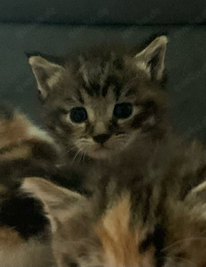 Maine Coon Mix Kitten