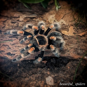 Brachypelma hamorii Vogelspinne