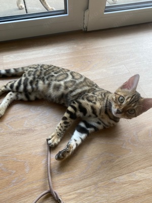 Bengal Kitten bereit auszuziehen 