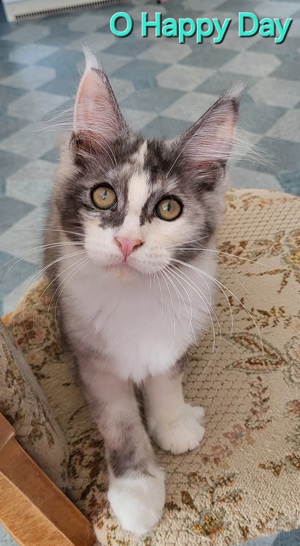 Maine Coon Kitten mit Stammbaum 