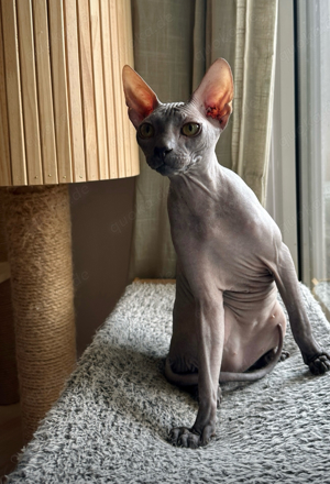 Sphynx