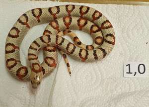 Lampropeltis leonis